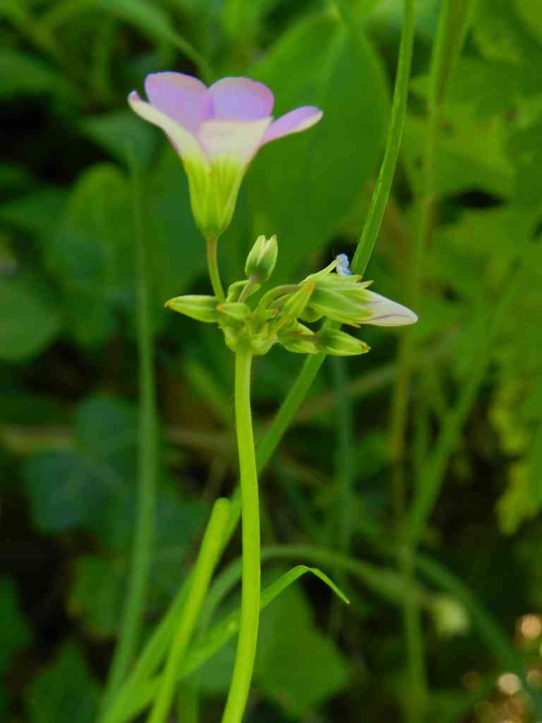 Oxalis latifolia / Acetosella a coda di pesce
